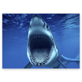 Поздравительная открытка с принтом Белая акула , 100% бумага | плотность бумаги 280 г/м2, матовая, на обратной стороне линовка и место для марки
 | shark | море | синий