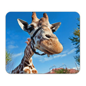 Коврик прямоугольный с принтом Прикольный жираф , натуральный каучук | размер 230 х 185 мм; запечатка лицевой стороны | африка | животное | жираф | небо | природа