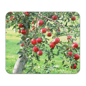 Коврик прямоугольный с принтом Яблоки , натуральный каучук | размер 230 х 185 мм; запечатка лицевой стороны | дерево | зелень | красные | сад | яблоки