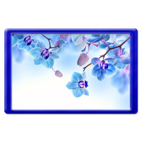 Магнит 45*70 с принтом Голубая орхидея , Пластик | Размер: 78*52 мм; Размер печати: 70*45 | голубая орхидея | красота | орхидеи | природа | цветок | цветочек | цветы