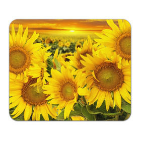 Коврик прямоугольный с принтом Подсолнухи , натуральный каучук | размер 230 х 185 мм; запечатка лицевой стороны | Тематика изображения на принте: желтый | солнце | цветок | яркий