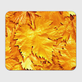 Коврик прямоугольный с принтом Золотая осень , натуральный каучук | размер 230 х 185 мм; запечатка лицевой стороны | жёлтый | золотой | клён | красота | листва | листья | наряд | осень | осина | покров | природа