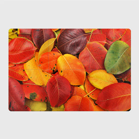Магнитный плакат 3Х2 с принтом Осенний покров , Полимерный материал с магнитным слоем | 6 деталей размером 9*9 см | Тематика изображения на принте: жёлтый | золотой | красный | листва | листья | осень