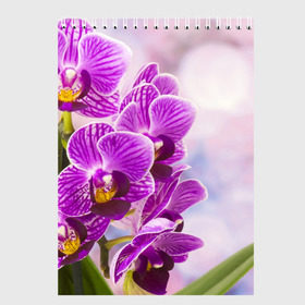 Скетчбук с принтом Божественная орхидея , 100% бумага
 | 48 листов, плотность листов — 100 г/м2, плотность картонной обложки — 250 г/м2. Листы скреплены сверху удобной пружинной спиралью | 8 марта | букет | весна | красота | куст | лето | орхидея | подарок | сиреневый цвет | цветок | шикарный цветочек