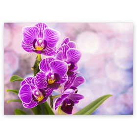Поздравительная открытка с принтом Божественная орхидея , 100% бумага | плотность бумаги 280 г/м2, матовая, на обратной стороне линовка и место для марки
 | 8 марта | букет | весна | красота | куст | лето | орхидея | подарок | сиреневый цвет | цветок | шикарный цветочек