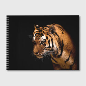 Альбом для рисования с принтом Тигр , 100% бумага
 | матовая бумага, плотность 200 мг. | Тематика изображения на принте: полосы | хищник