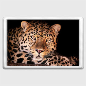 Магнит 45*70 с принтом Леопард , Пластик | Размер: 78*52 мм; Размер печати: 70*45 | гепард | грация | дикая кошка | добыча | животные | леопард | ловкость | опасность | пятна | хищник | ягуар