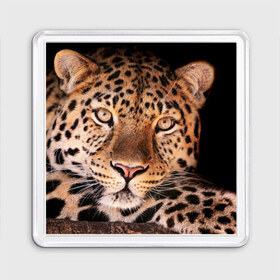 Магнит 55*55 с принтом Леопард , Пластик | Размер: 65*65 мм; Размер печати: 55*55 мм | гепард | грация | дикая кошка | добыча | животные | леопард | ловкость | опасность | пятна | хищник | ягуар