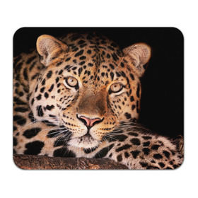 Коврик прямоугольный с принтом Леопард , натуральный каучук | размер 230 х 185 мм; запечатка лицевой стороны | гепард | грация | дикая кошка | добыча | животные | леопард | ловкость | опасность | пятна | хищник | ягуар