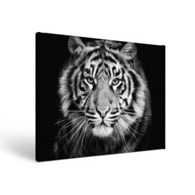Холст прямоугольный с принтом Красавец тигр , 100% ПВХ |  | джунгли | дикая кошка | животные | зверь | король | кровь | мясо | опасность | охотник | тигр | хищник | царь | цирк
