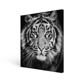 Холст квадратный с принтом Красавец тигр , 100% ПВХ |  | джунгли | дикая кошка | животные | зверь | король | кровь | мясо | опасность | охотник | тигр | хищник | царь | цирк