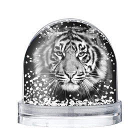 Снежный шар с принтом Красавец тигр , Пластик | Изображение внутри шара печатается на глянцевой фотобумаге с двух сторон | джунгли | дикая кошка | животные | зверь | король | кровь | мясо | опасность | охотник | тигр | хищник | царь | цирк