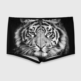 Мужские купальные плавки 3D с принтом Красавец тигр , Полиэстер 85%, Спандекс 15% |  | джунгли | дикая кошка | животные | зверь | король | кровь | мясо | опасность | охотник | тигр | хищник | царь | цирк