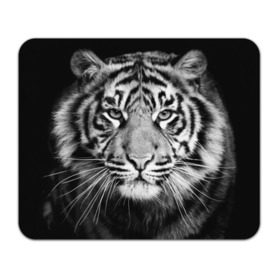 Коврик прямоугольный с принтом Красавец тигр , натуральный каучук | размер 230 х 185 мм; запечатка лицевой стороны | джунгли | дикая кошка | животные | зверь | король | кровь | мясо | опасность | охотник | тигр | хищник | царь | цирк