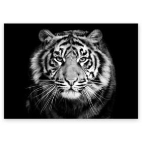 Поздравительная открытка с принтом Красавец тигр , 100% бумага | плотность бумаги 280 г/м2, матовая, на обратной стороне линовка и место для марки
 | джунгли | дикая кошка | животные | зверь | король | кровь | мясо | опасность | охотник | тигр | хищник | царь | цирк