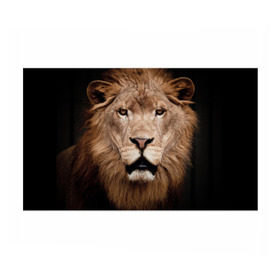 Бумага для упаковки 3D с принтом Царь зверей , пластик и полированная сталь | круглая форма, металлическое крепление в виде кольца | власть | дикая кошка | животное | король джунглей | лев | львица | мощь | мудрость | охотник | сила | хитрость | хищник | царь зверей