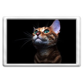 Магнит 45*70 с принтом Милый котик , Пластик | Размер: 78*52 мм; Размер печати: 70*45 | кошка | темный | фото