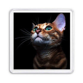 Магнит 55*55 с принтом Милый котик , Пластик | Размер: 65*65 мм; Размер печати: 55*55 мм | кошка | темный | фото