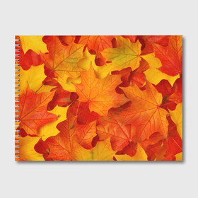 Альбом для рисования с принтом Кленовые листья , 100% бумага
 | матовая бумага, плотность 200 мг. | дары осени | жёлтый | золотой | клён | краски | красный | красота | листва | листья | наряд | оранжевый | осень | покров | природа