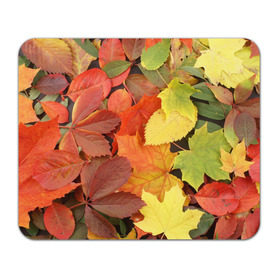 Коврик прямоугольный с принтом Осенние листья , натуральный каучук | размер 230 х 185 мм; запечатка лицевой стороны | жёлтый | красный | листва | оранжевый | осень