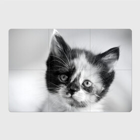 Магнитный плакат 3Х2 с принтом Котенок , Полимерный материал с магнитным слоем | 6 деталей размером 9*9 см | животные | кот | котенок | кошка | мордочка