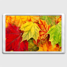 Магнит 45*70 с принтом Кленовые листья , Пластик | Размер: 78*52 мм; Размер печати: 70*45 | жёлтый | зелёный | красный | листва | оранжевый | осень