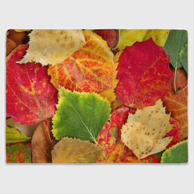 Плед 3D с принтом Осень , 100% полиэстер | закругленные углы, все края обработаны. Ткань не мнется и не растягивается | берёза | дары осени | жёлтый | зелёный | золотой | краски | красный | красота | листва | листья | наряд | оранжевый | осень | осина | покров | природа