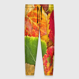 Женские брюки 3D с принтом Осень , полиэстер 100% | прямой крой, два кармана без застежек по бокам, с мягкой трикотажной резинкой на поясе и по низу штанин. В поясе для дополнительного комфорта — широкие завязки | берёза | дары осени | жёлтый | зелёный | золотой | краски | красный | красота | листва | листья | наряд | оранжевый | осень | осина | покров | природа