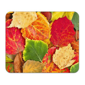 Коврик прямоугольный с принтом Осень , натуральный каучук | размер 230 х 185 мм; запечатка лицевой стороны | Тематика изображения на принте: берёза | дары осени | жёлтый | зелёный | золотой | краски | красный | красота | листва | листья | наряд | оранжевый | осень | осина | покров | природа