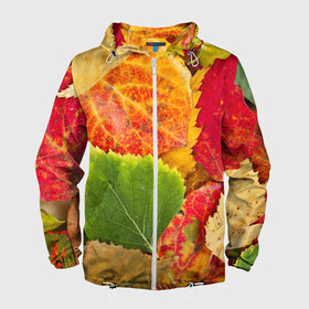 Мужская ветровка 3D с принтом Осень , 100% полиэстер | подол и капюшон оформлены резинкой с фиксаторами, два кармана без застежек по бокам, один потайной карман на груди | берёза | дары осени | жёлтый | зелёный | золотой | краски | красный | красота | листва | листья | наряд | оранжевый | осень | осина | покров | природа
