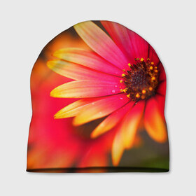 Шапка 3D с принтом Цветы , 100% полиэстер | универсальный размер, печать по всей поверхности изделия | 3д | красивая | природа | цветок
