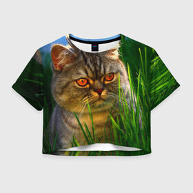 Женская футболка 3D укороченная с принтом Британец , 100% полиэстер | круглая горловина, длина футболки до линии талии, рукава с отворотами | британский | взгляд | глаза | животные | кот