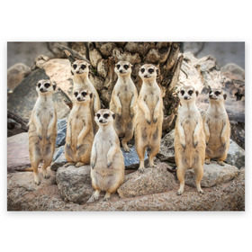 Поздравительная открытка с принтом Сурикаты , 100% бумага | плотность бумаги 280 г/м2, матовая, на обратной стороне линовка и место для марки
 | животное | зверёк | калахари | мангуст | млекопитающее | сурикат | южная африка