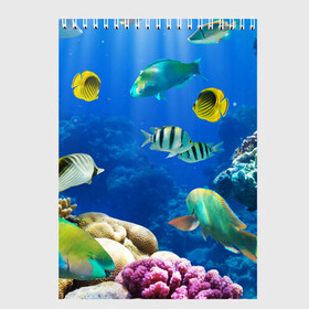 Скетчбук с принтом Дайвинг , 100% бумага
 | 48 листов, плотность листов — 100 г/м2, плотность картонной обложки — 250 г/м2. Листы скреплены сверху удобной пружинной спиралью | дайвинг | египет | каникулы | коралловый риф | крабы | красное море | море | морские обитатели | океан | отдых | отпуск | подводные красоты | приключение | рыбки | рыбы | туризм