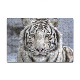 Пазл магнитный 126 элементов с принтом Бенгальский тигр , полимерный материал с магнитным слоем | 126 деталей, размер изделия —  180*270 мм | Тематика изображения на принте: tiger | белый | дикая кошка | тигр | хищник