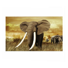 Бумага для упаковки 3D с принтом Могучий слон , пластик и полированная сталь | круглая форма, металлическое крепление в виде кольца | elephant | африка | бивни | джунгли | мамонт | савана | сафари | слон | хобот