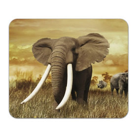 Коврик прямоугольный с принтом Могучий слон , натуральный каучук | размер 230 х 185 мм; запечатка лицевой стороны | elephant | африка | бивни | джунгли | мамонт | савана | сафари | слон | хобот