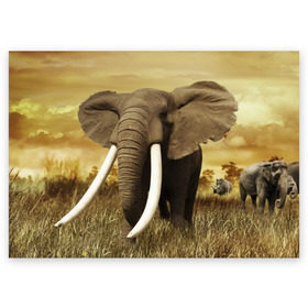 Поздравительная открытка с принтом Могучий слон , 100% бумага | плотность бумаги 280 г/м2, матовая, на обратной стороне линовка и место для марки
 | elephant | африка | бивни | джунгли | мамонт | савана | сафари | слон | хобот