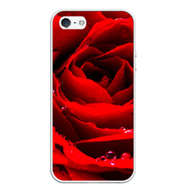 Чехол для iPhone 5/5S матовый с принтом Роза , Силикон | Область печати: задняя сторона чехла, без боковых панелей | роза | розовая | розы | романтика | цветы