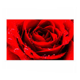Бумага для упаковки 3D с принтом Роза , пластик и полированная сталь | круглая форма, металлическое крепление в виде кольца | роза | розовая | розы | романтика | цветы
