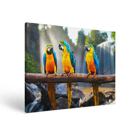 Холст прямоугольный с принтом Экзотические попугаи , 100% ПВХ |  | джунгли | клюв | острова | перья | попугай | птица | тропики | экзотика