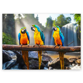 Поздравительная открытка с принтом Экзотические попугаи , 100% бумага | плотность бумаги 280 г/м2, матовая, на обратной стороне линовка и место для марки
 | Тематика изображения на принте: джунгли | клюв | острова | перья | попугай | птица | тропики | экзотика