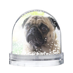 Снежный шар с принтом Мопс , Пластик | Изображение внутри шара печатается на глянцевой фотобумаге с двух сторон | Тематика изображения на принте: мопс | мопсы | собака | собаки