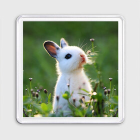 Магнит 55*55 с принтом Кролик , Пластик | Размер: 65*65 мм; Размер печати: 55*55 мм | Тематика изображения на принте: animal | baby | cute | flowers | fluffy | hare | lawn | little | meadow | rabbit | животное | заяц | кролик | луг | лужайка | маленький | малыш | милый | пушистый | цветы