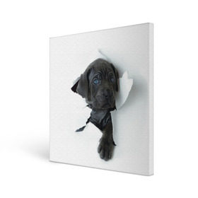 Холст квадратный с принтом щенок Кане Корсо , 100% ПВХ |  | animal | black | break | breed | dog | kid | paper | puppy | tear | torn | дог | животное | малыш | порода | прорыв | разрыв | рваная | собака | черный | щенок