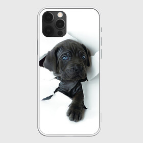 Чехол для iPhone 12 Pro с принтом щенок Кане Корсо , силикон | область печати: задняя сторона чехла, без боковых панелей | Тематика изображения на принте: animal | black | break | breed | dog | kid | paper | puppy | tear | torn | дог | животное | малыш | порода | прорыв | разрыв | рваная | собака | черный | щенок