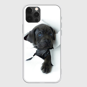 Чехол для iPhone 12 Pro Max с принтом щенок Кане Корсо , Силикон |  | animal | black | break | breed | dog | kid | paper | puppy | tear | torn | дог | животное | малыш | порода | прорыв | разрыв | рваная | собака | черный | щенок
