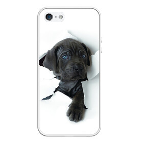 Чехол для iPhone 5/5S матовый с принтом щенок Кане Корсо , Силикон | Область печати: задняя сторона чехла, без боковых панелей | animal | black | break | breed | dog | kid | paper | puppy | tear | torn | дог | животное | малыш | порода | прорыв | разрыв | рваная | собака | черный | щенок
