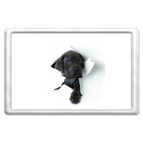 Магнит 45*70 с принтом щенок Кане Корсо , Пластик | Размер: 78*52 мм; Размер печати: 70*45 | animal | black | break | breed | dog | kid | paper | puppy | tear | torn | дог | животное | малыш | порода | прорыв | разрыв | рваная | собака | черный | щенок