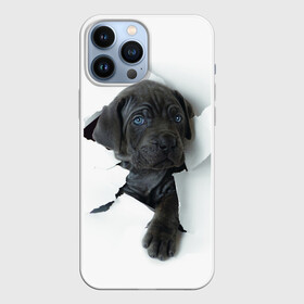 Чехол для iPhone 13 Pro Max с принтом Дог ,  |  | Тематика изображения на принте: animal | black | break | breed | dog | kid | paper | puppy | tear | torn | дог | животное | малыш | порода | прорыв | разрыв | рваная | собака | черный | щенок